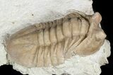 Uncommon Asaphus bottnicus Trilobite - Russia #46014-2